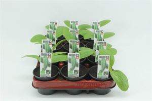 Afbeelding van Courgette